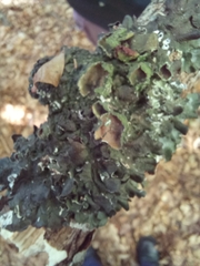 Pleurosticta acetabulum