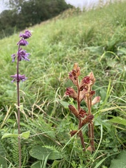 Orobanche gracilis
