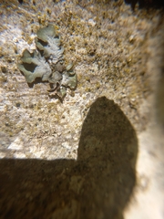 Pleurosticta acetabulum