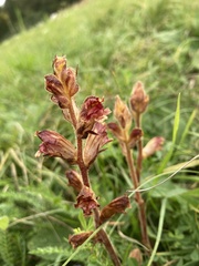 Orobanche gracilis