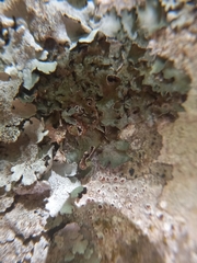 Pleurosticta acetabulum