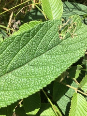 Lippia hirsuta