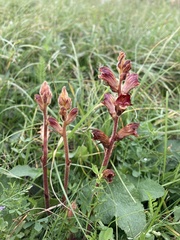 Orobanche gracilis