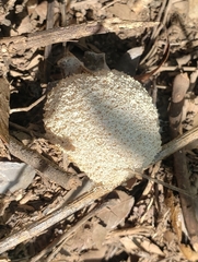 Fuligo septica
