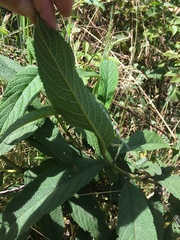 Lippia hirsuta