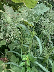 Panicum dichotomiflorum