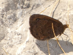Erebia pronoe
