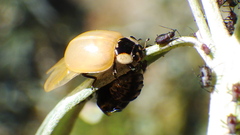 Adalia bipunctata