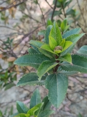 Baccharis latifolia