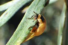 Adalia bipunctata
