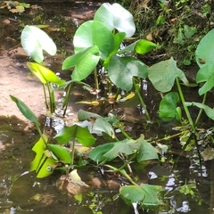Nuphar advena