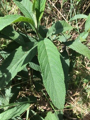 Lippia hirsuta
