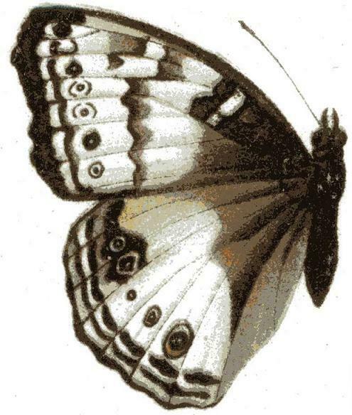 Volta Pansy
