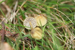 Mycena olivaceomarginata