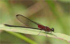 Hetaerina cruentata