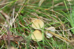 Mycena olivaceomarginata