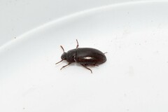 Alphitobius diaperinus