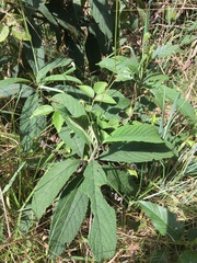 Lippia hirsuta