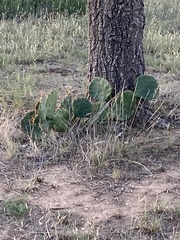 Opuntia orbiculata