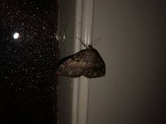 Triphosa dubitata