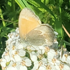Coenonympha tullia