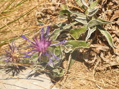 Centaurea triumfettii