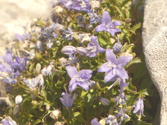 Campanula waldsteiniana
