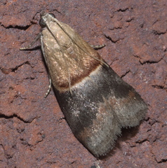 Acrobasis demotella