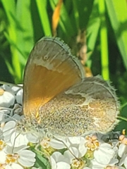 Coenonympha tullia