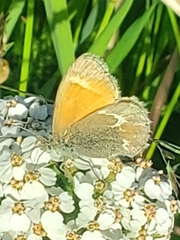 Coenonympha tullia