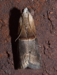 Acrobasis demotella