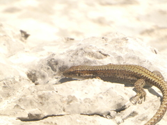 Iberolacerta horvathi