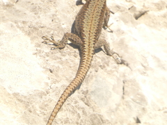 Iberolacerta horvathi