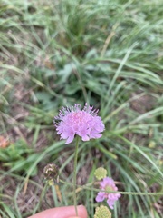 Scabiosa triandra