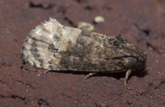 Ecdytolopha mana