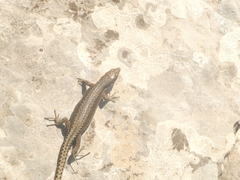 Iberolacerta horvathi