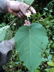 Solanum rojasianum