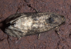 Ecdytolopha mana