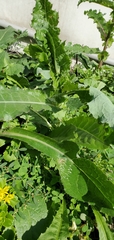 Cichorieae