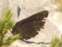 Erebia melas