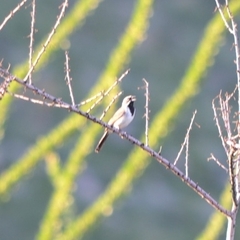 Amphispiza bilineata