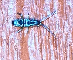Tomocerinae