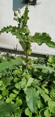 Cichorieae