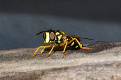 Chrysotoxum festivum