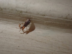 Notoxus murinipennis