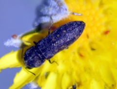 Acmaeoderini