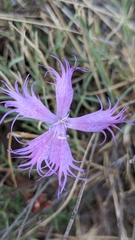 Dianthus broteri