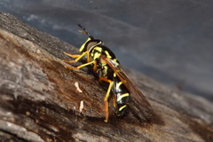 Chrysotoxum festivum