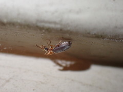 Notoxus murinipennis