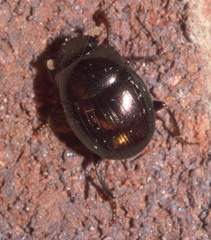 Pseudocanthon perplexus